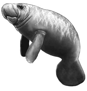 manatee 1